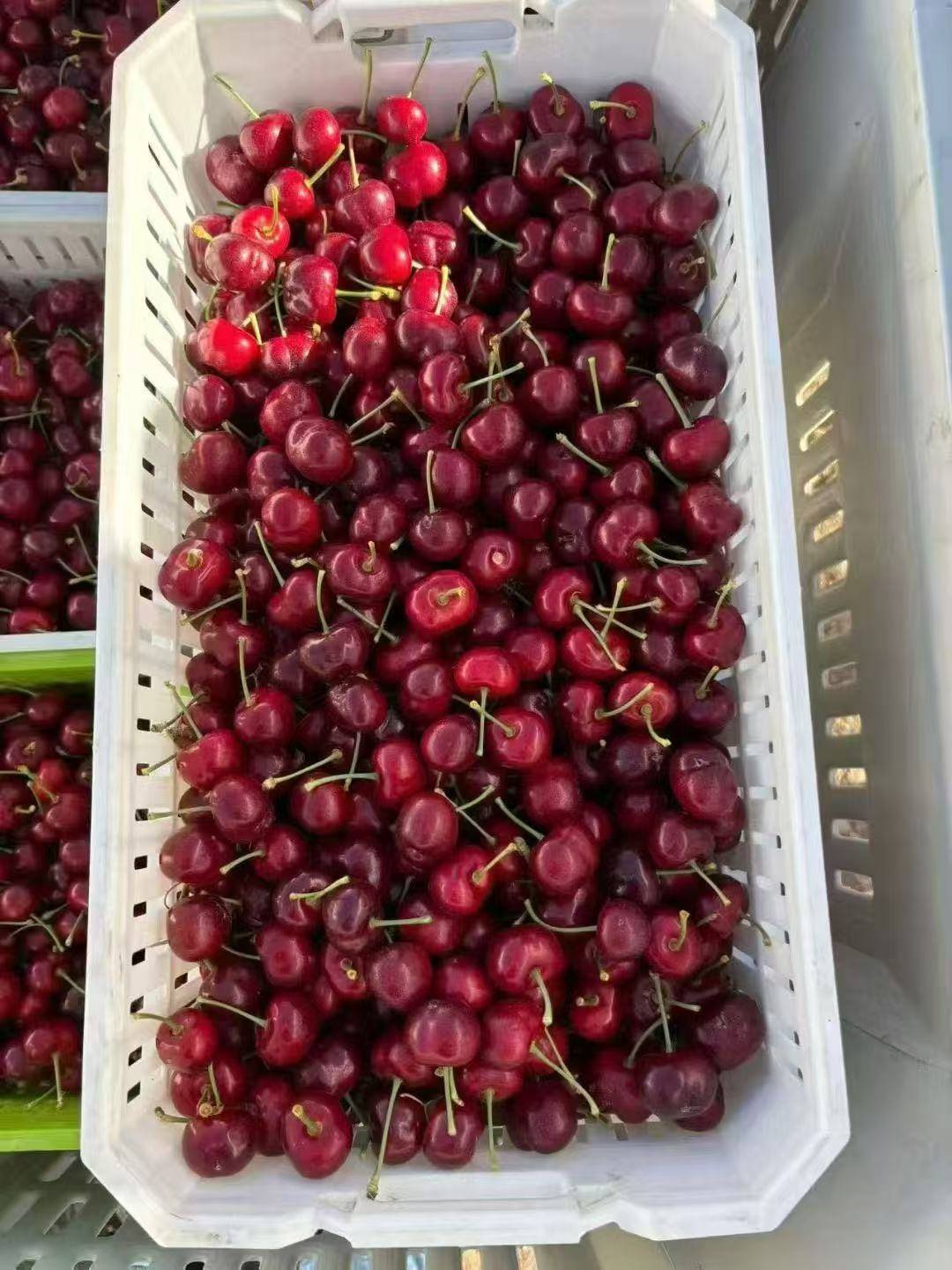 皇冠信用网如何申请
_武汉第一波智利车厘子从1700元每件降至800元皇冠信用网如何申请
，有批发果商每天卖出1千斤，回应：主要流向高端客户